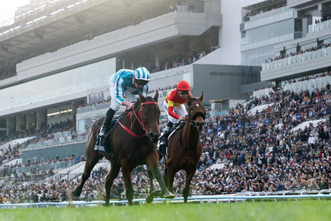 【盘点】中国赛驹赢下几场?2025全球国际赛马节暨重磅一级赛视频集锦