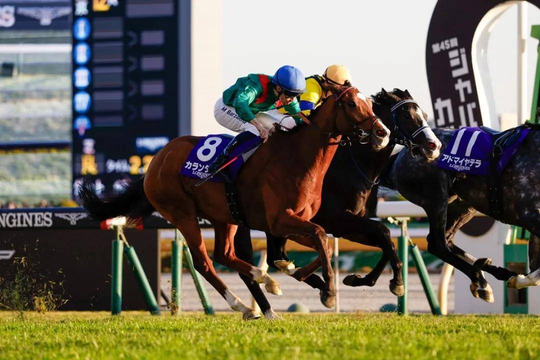 【盘点】中国赛驹赢下几场?2025全球国际赛马节暨重磅一级赛视频集锦